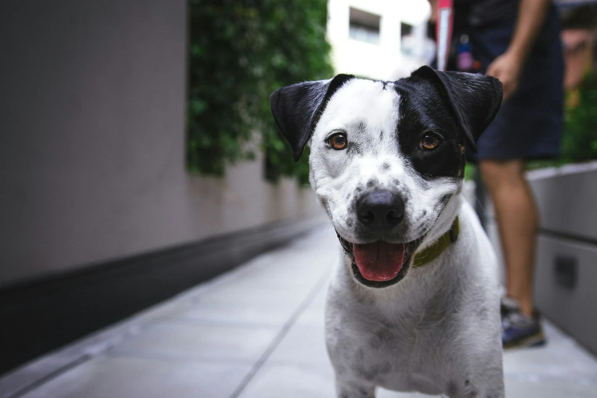 Hundebetreuung